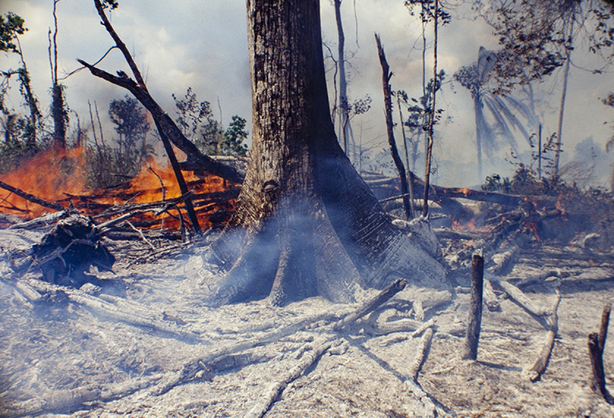 charred tree