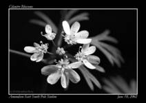 061002_Cilantro_Blossoms_Postcard_sml.jpg